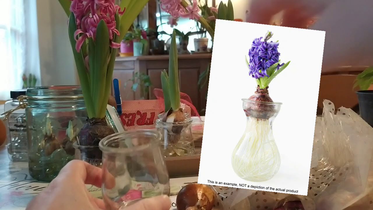 Faire pousser des bulbes de fleurs avec seulement de l'eau en hiver -  amaryllis, tulipe, jacinthe... - thptnganamst.edu.vn