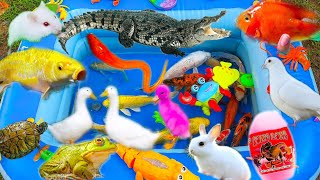 Vlog Rabbit Learns about Animals in the Garden, Crabs, Turtles, Crocodiles, Catfish, Koi Fish