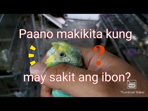 Video: Parrot Colds: Kung Paano Magamot