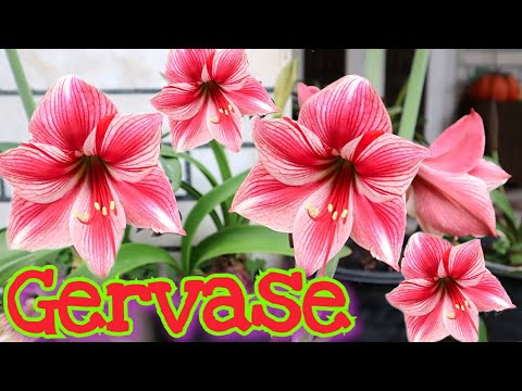 Video: Hippeastrum: Lisääntyminen Ja Tislaus