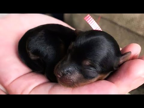 Video: Pet Scoop: Ein Mann rettet einen Welpen vor dem Müll, ein alternder Seeotter wird zum Basketballstar