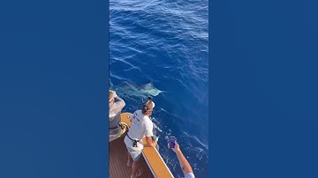 Cùng xem ngư dân đánh bắt cá ngừ đại dương #fishing #fish #ocean #sea