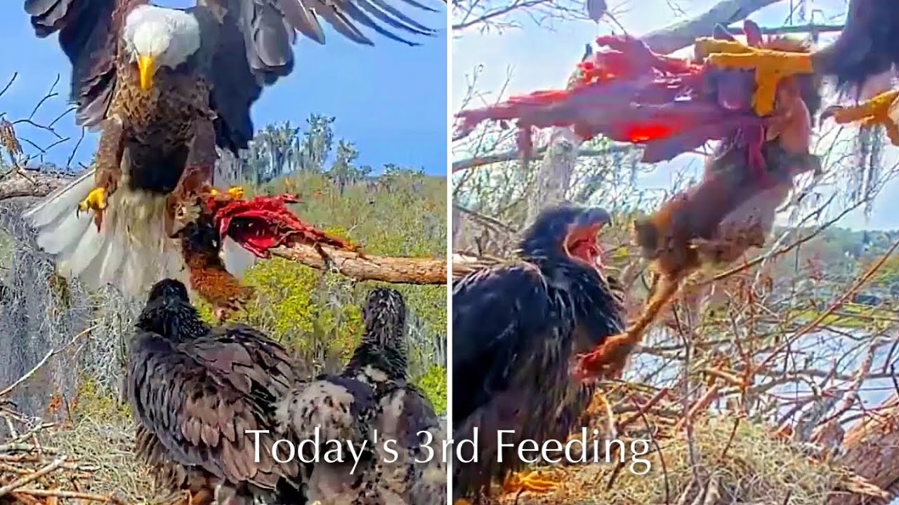 #345🦅Brutus🐥50° & Peanut🐥45°／Winter Park Eagle Nest 2026／Against All Odds:One-Eyed Mom／Wink💗Atlas