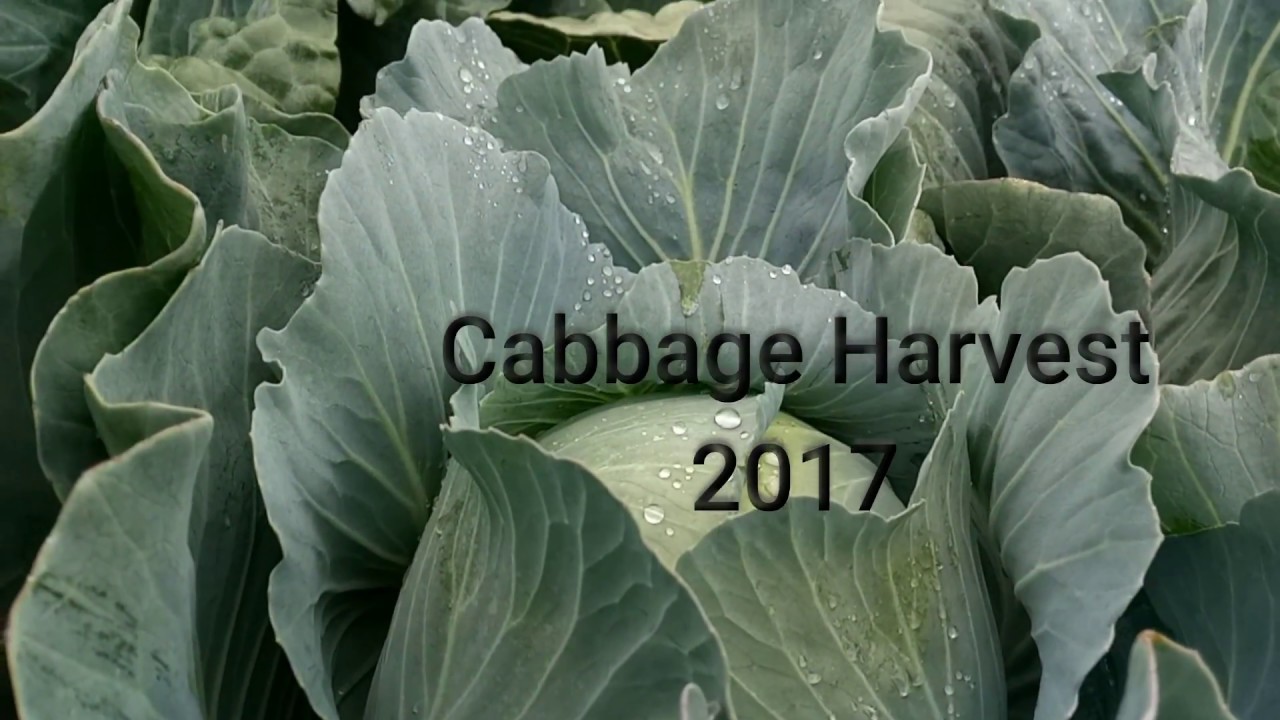 Cabbage Harvest 2017 Extreme Conditions YouTube