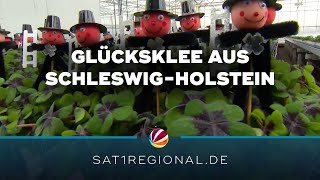 Glücksklee Aus Gönnebek Hochsaison Für Den Grünen Silvestergruß