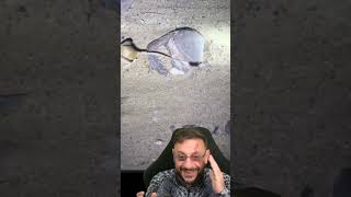 Euchoreutes Naso Jerboa-Orelhudo