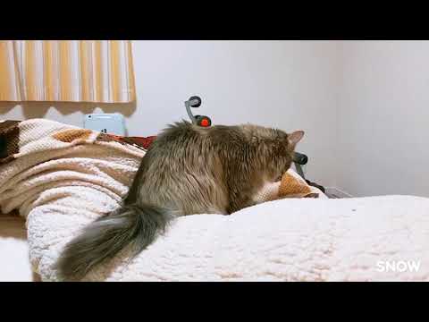 佐々木美絵ブリーダーからお迎えしたメインクーン：小太郎くん