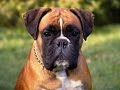 Boxer Cinsi Köpeğin Özellikleri Nelerdir - osman çakır