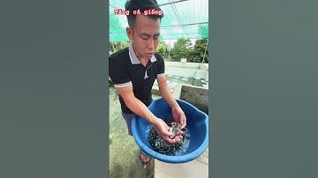 Cá nàng hai - thát lát cườm #cagiong #thinhhanh