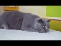 British Shorthair Cat is getting his daily brushing.