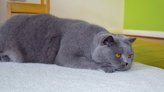 British Shorthair Cat is getting his daily brushing.