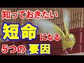 【セキセイインコ】命を握る私達の日常管理!!