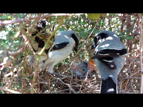 Video: Gray shrike: Vogelwelt, Lebensräume, interessante Fakten