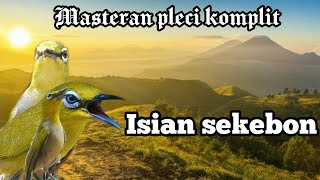 Masteran burung pleci isian sekebon || masteran mewah || masteran komplit ||