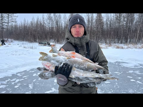 КЛЁВ ЛУЧШЕ ЧЕМ В ЗАПОВЕДНИКЕ! Здесь тонны рыбы! Рыбалка по первому льду.