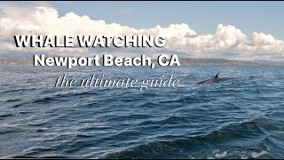 Whale Watching in Newport Beach, California: The Ultimate Guide