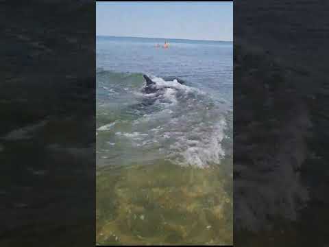 Дом у моря в Витязево Витязево, ул. Воина Шембелиди, д. 32 ID 41687