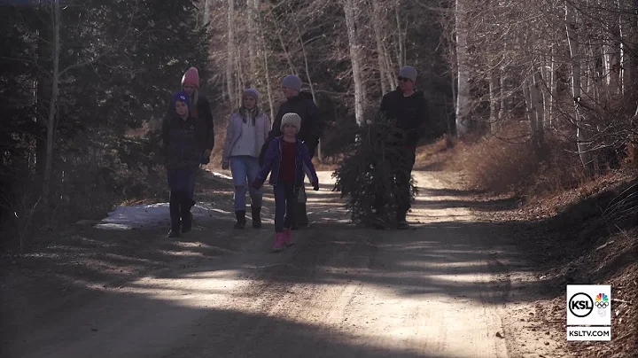 Old tradition gains new popularity as more buy permits to cut their own Christmas trees