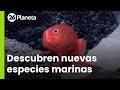 Asombroso descubrimiento en Chile: existen 100 especies marinas que no conocíamos | #26Planeta