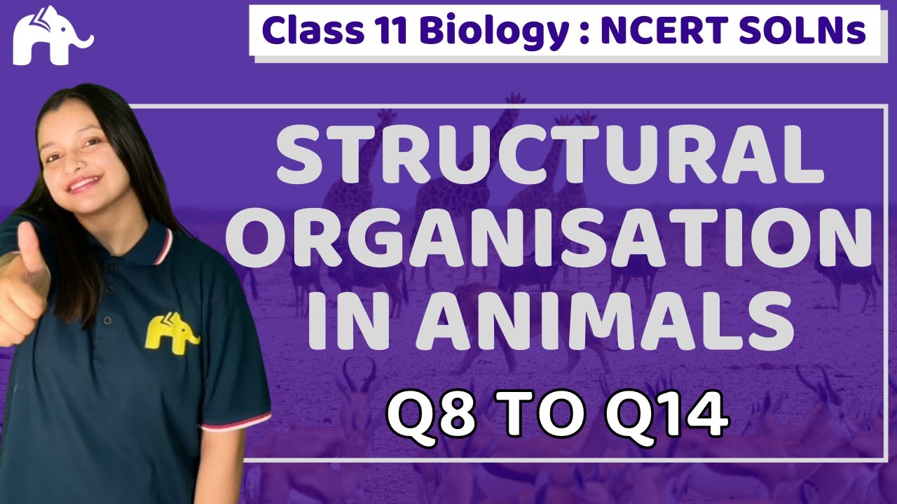 Structural Organisation in Animals Class 11 Biology | Chapter 7 NCERT Solutions  Questions 8-14 - YouTube