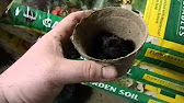 Planting bare root strawberry plants in containers