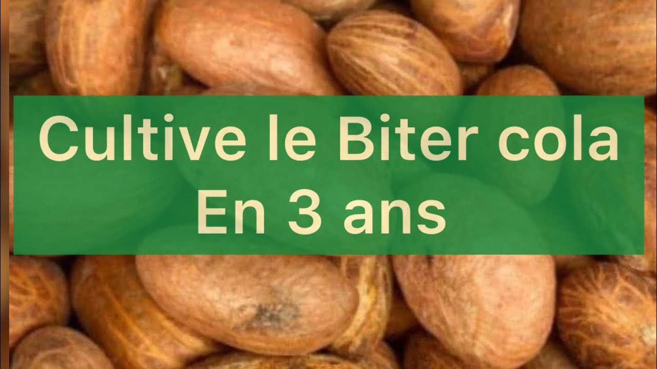 La culture de Biter cola va sauver ta vie ! Révolution Du Bitter Cola Gréffé au Cameroun