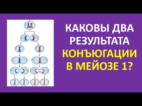 12. Каковы два результата конъюгации в мейозе 1?