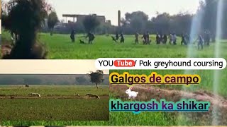 shikar in Pakistan \ working dogs \ dog vs rabbit race \ galgos de campo 2021 by Pak Greyhound coursing 625 views 2 years ago 2 minutes, 43 seconds