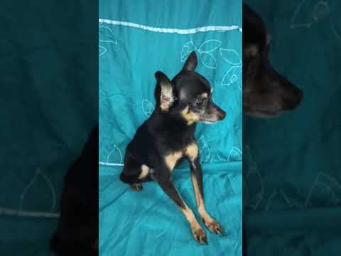 А у Вас тойчик тоже постоянно дрожит?
