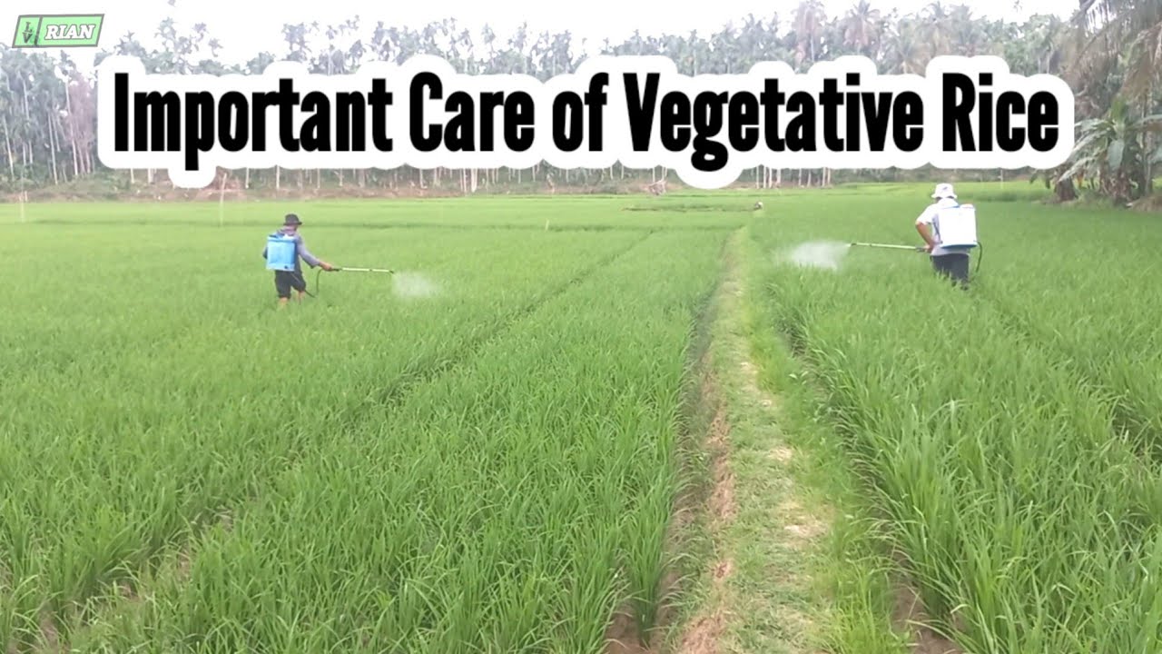 ‼️It is Very Important to Pay Attention to Increasing Rice Seedlings.