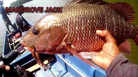 mancing ikan mangrove Jack besar di muara papua