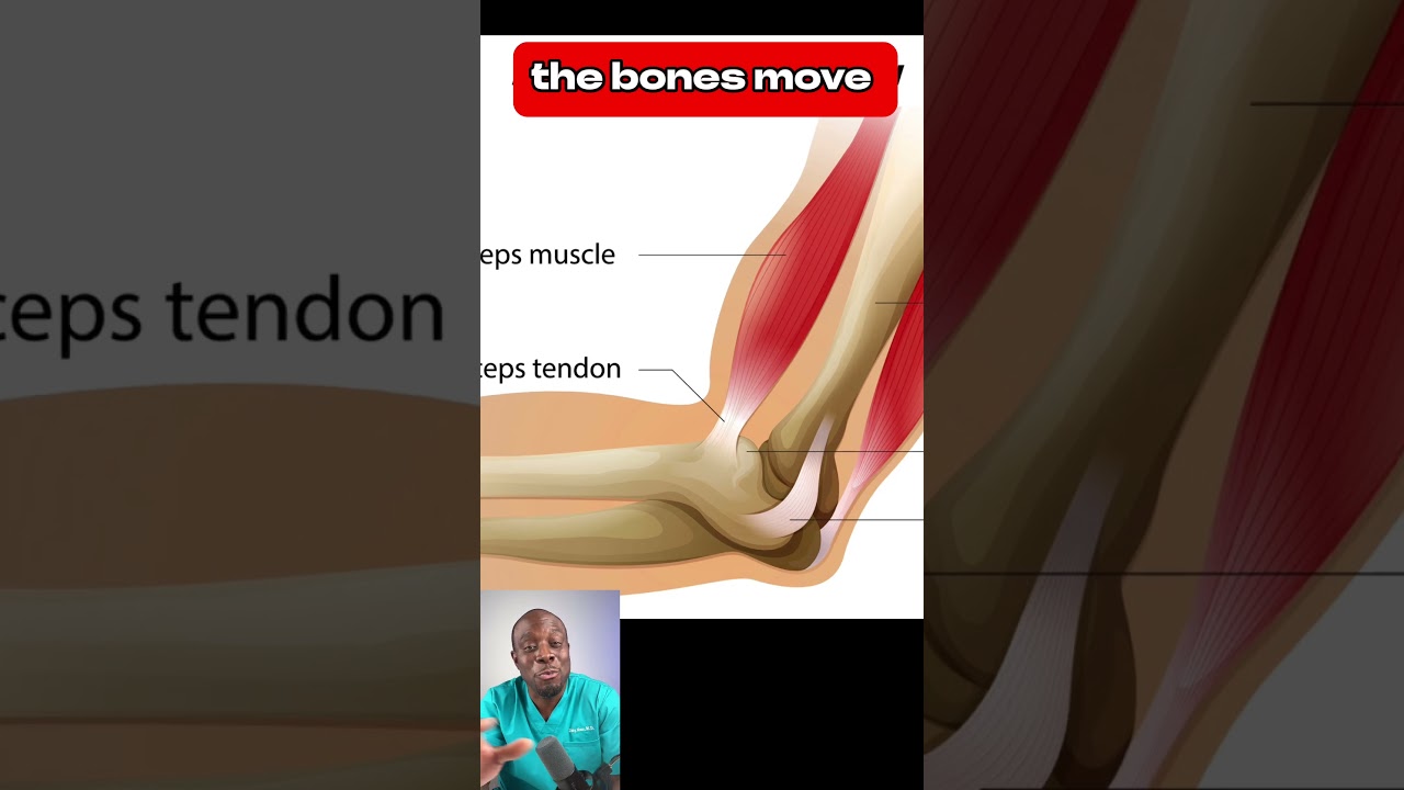 Difference between muscles, tendons, and ligaments