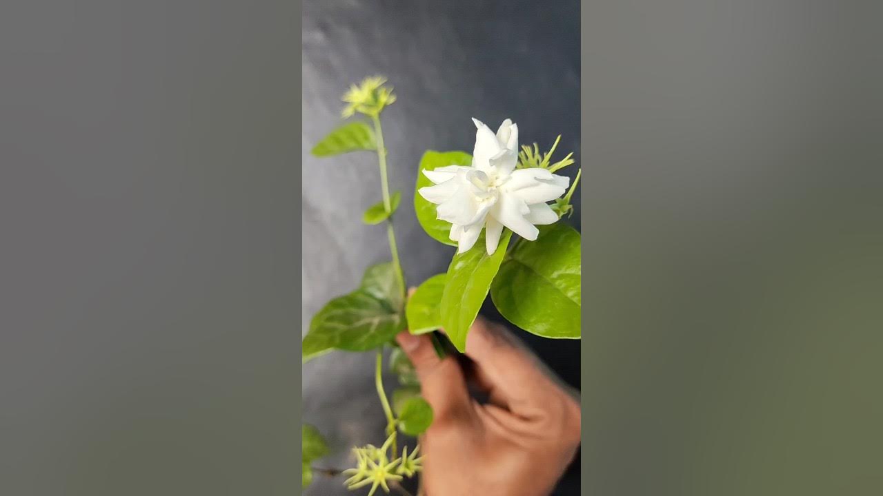 How to grow Mogra plant from stem cutting /mogra flower/ jasmine