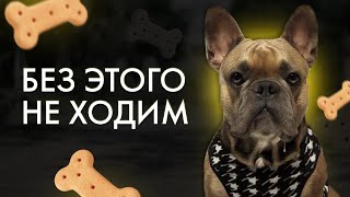 Что Я Обязательно Беру На Прогулку С Французским Бульдогом