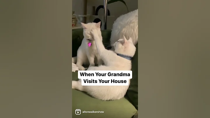 When Your Grandma Visits Your House #AnimalChurch