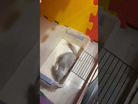 Уход за шиншиллой,