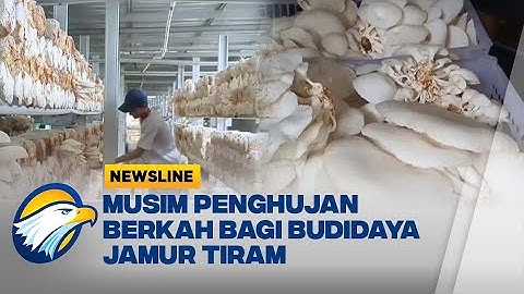 Musim Hujan Bawa Berkah! Petani Jamur Tiram di Madiun Justru Panen Raya - [Newsline]
