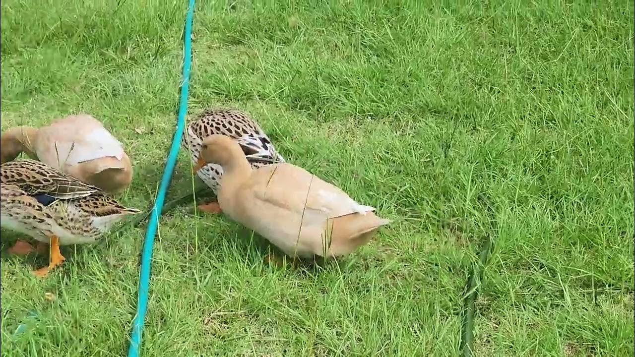 duck limp niacin deficiency or injury YouTube