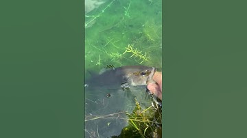 Thumbnail of Beautiful #countrymusic #music #song #bassfeatured #bassfishing