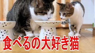 猫がキャットフードを食べるだけの動画　【猫壱 フードボウル　ガーデン　 Lサイズ　浅広口タイプ】