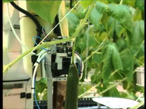 An autonomous cucumber harvester