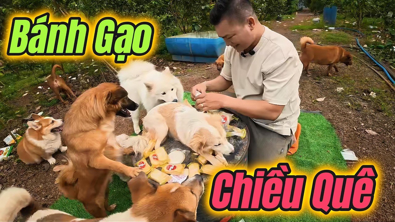Khung Cảnh Chiều Quê Bình Yên Cùng Các Con I Bánh Gạo Món Yêu Thích Của Tụi Nhỏ