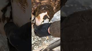 Stone In This Hoof #Youtubeshorts #Farming #Cattle #Beef #Hooftrimming