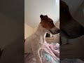 DaisyJackRussell #jackrussellterrier #прикольноевидео #топ #отдых #дача #животные #топчик