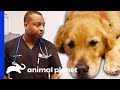 Dr. Blue Is Not Sure If This Golden Retriever's Toe Is Broken | The Vet Life