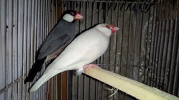 Opal Isabel  Vs Gray Wild Color. java Sparrow