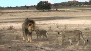 Lion and cubs playing