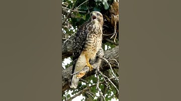 Hawk Sounds to Scare Birds #shorts #youtubeshorts #viral #trending #scary #birdsounds