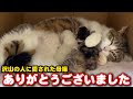 17匹の子猫を育てあげたママ猫がここを去ります