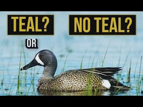 Teal or No Teal: Nebraska's Early Teal Season